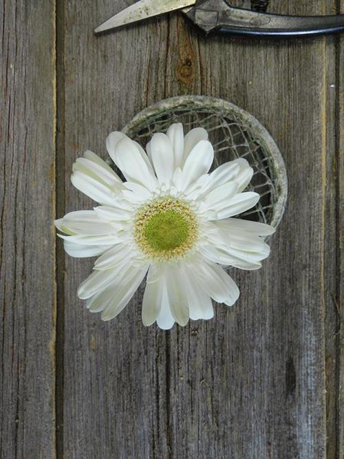 WHITE GERBERAS